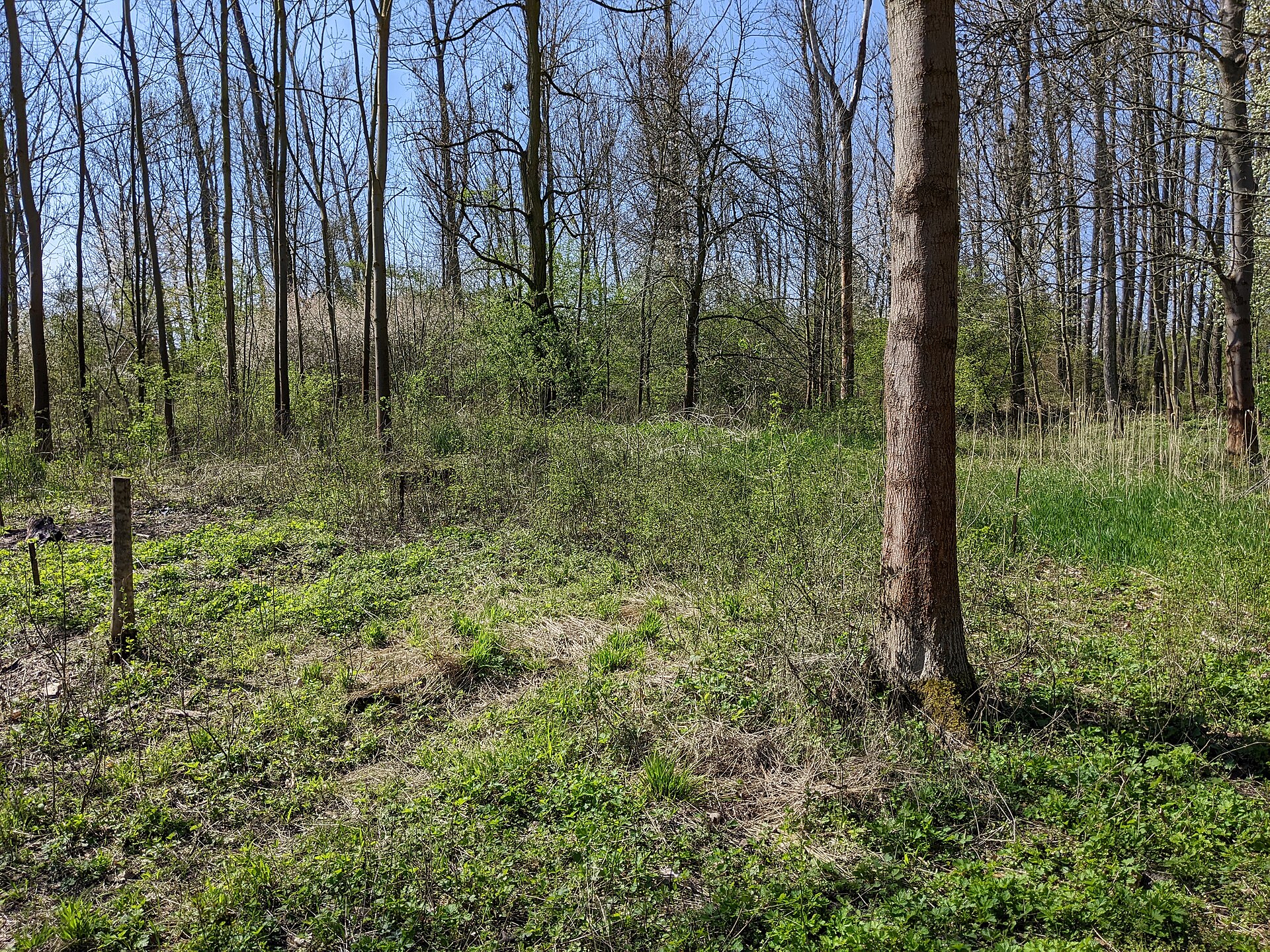 Volenovice - tvrziště u vsi Valy (obec Plazy) (3)