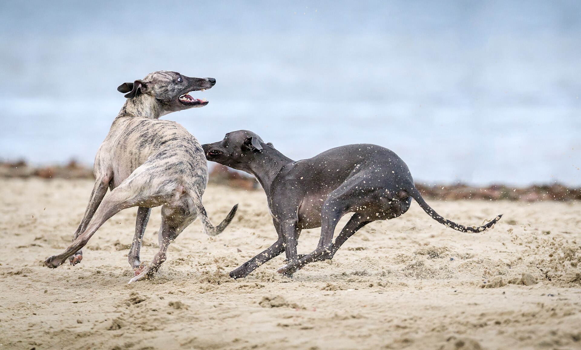 Two dogs playing on the beach (Unsplash)