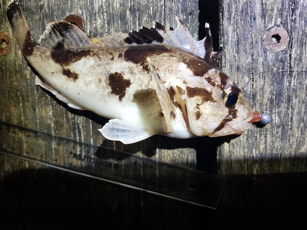 Soldier Gymnapistes marmoratus