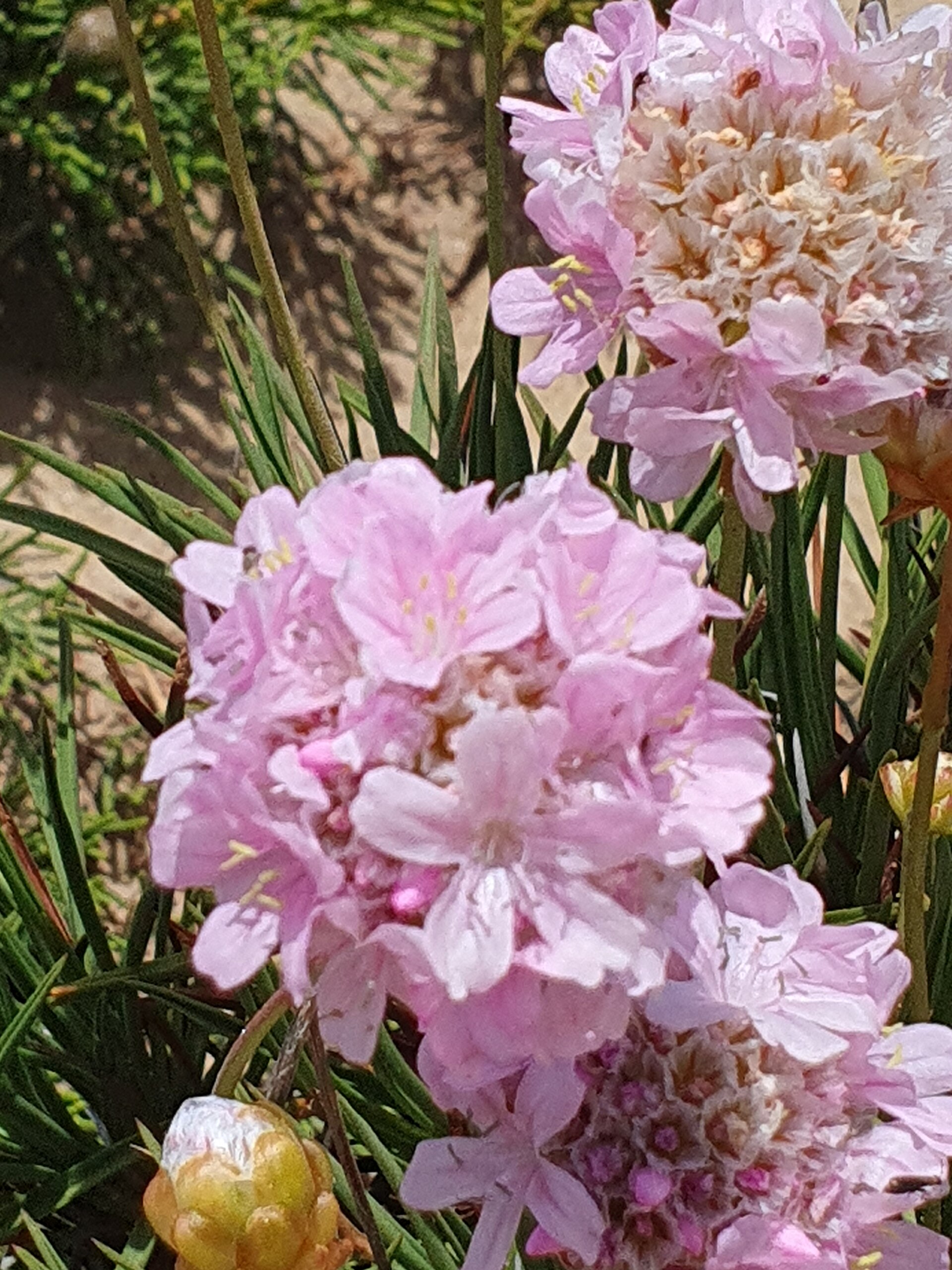 Armeira pungens