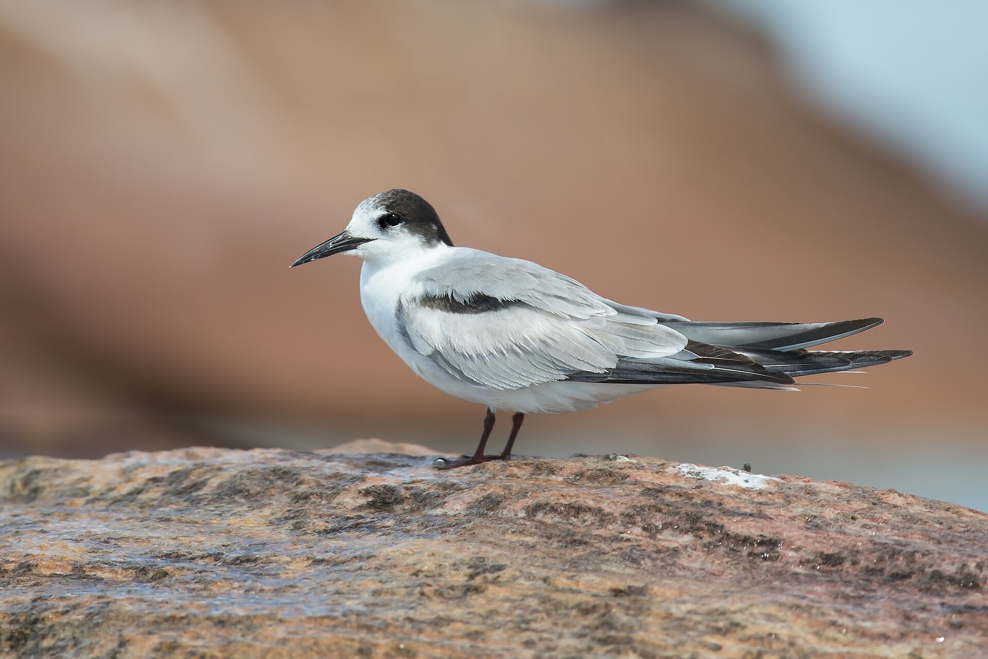 Sterna hirundo longipennis, winter plumage, Boat Harbour, NSW