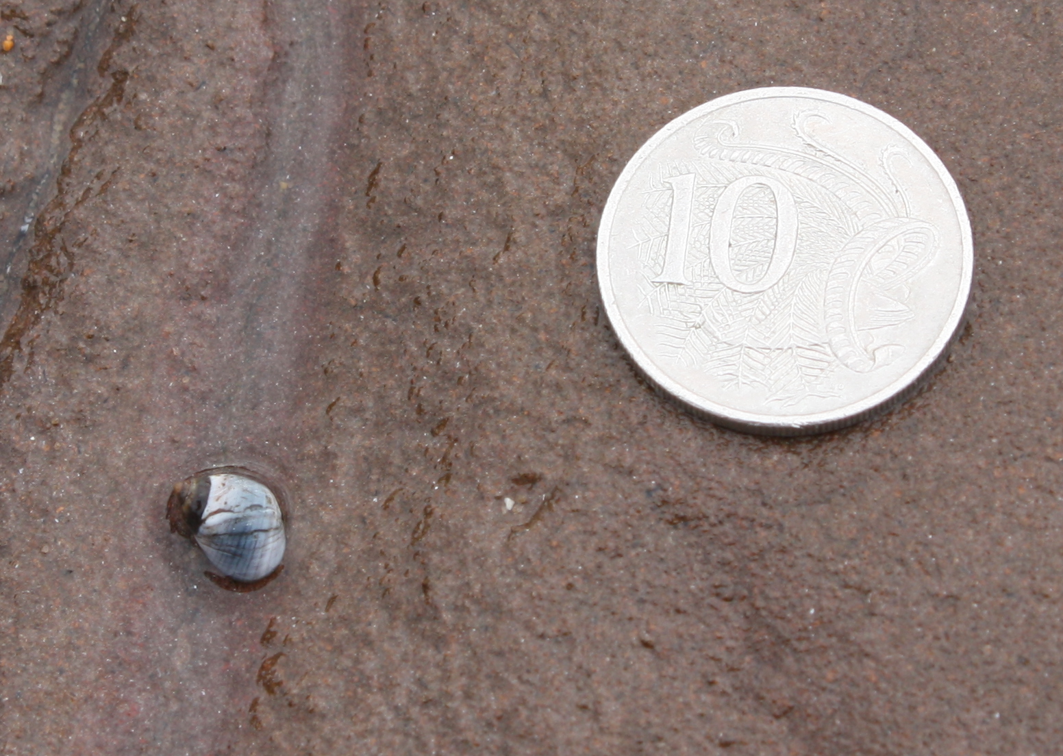 Blue periwinkle Austrolittorina unifasciata with coin for scale