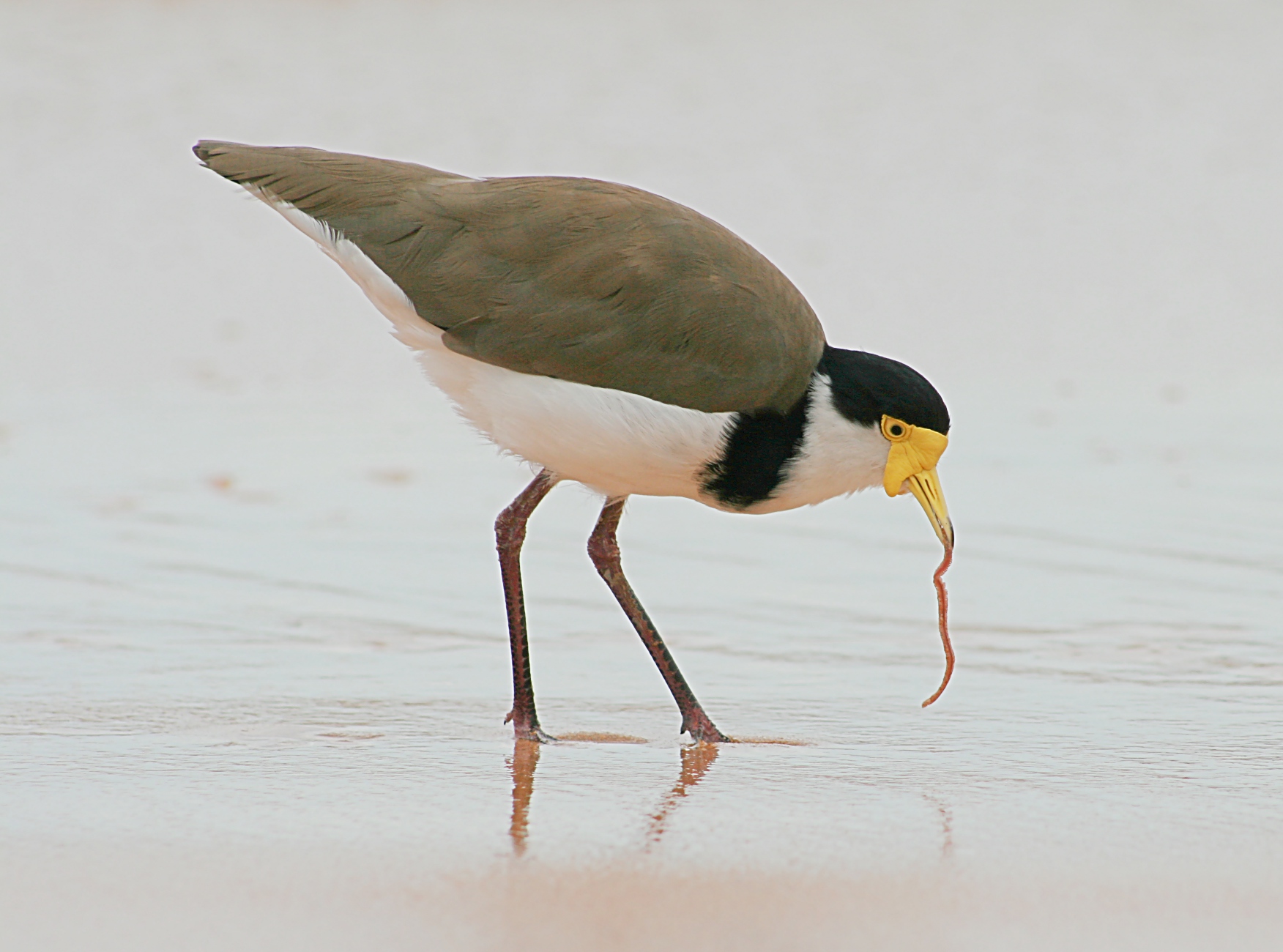 Masked Lapwing with worm