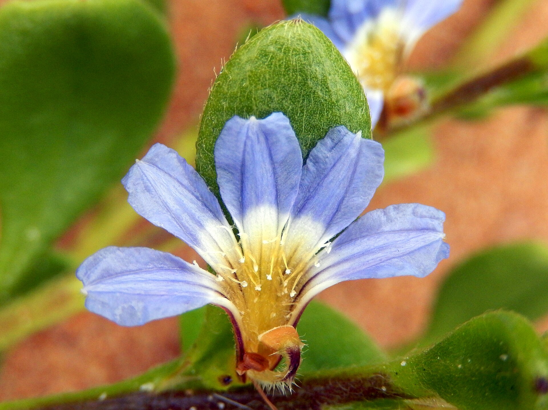 Scaevola calendulacea Narrabeen
