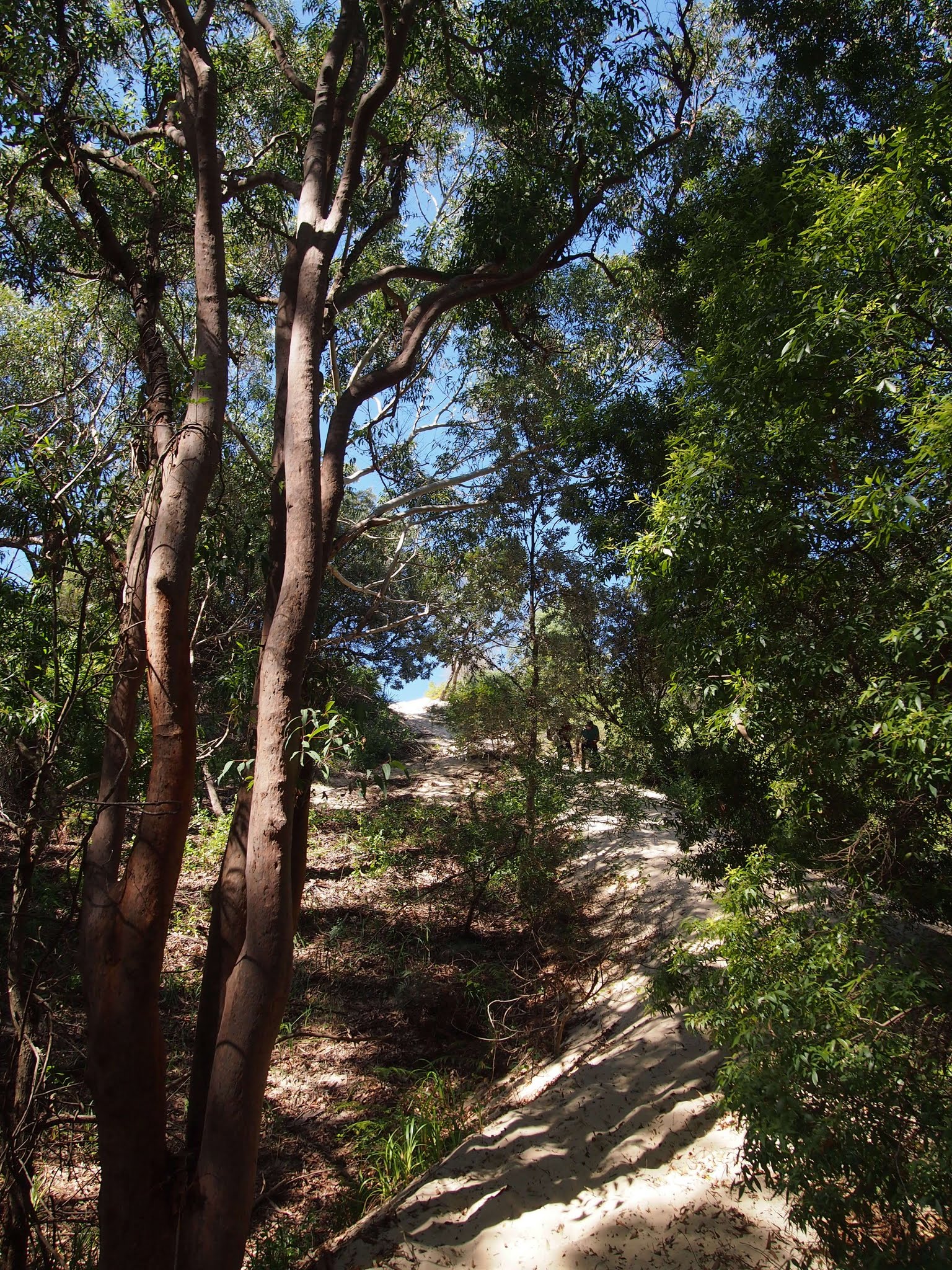 Tomaree Coastal Walk - panoramio (1)