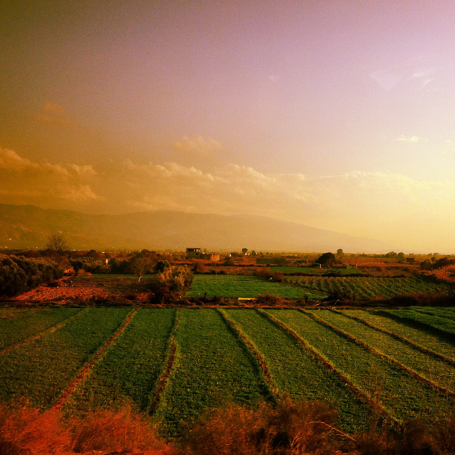 Fields of the desert