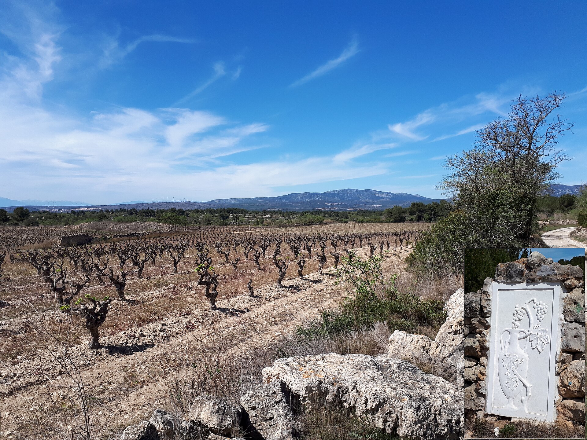 Vignoble plateau de Leucate 2