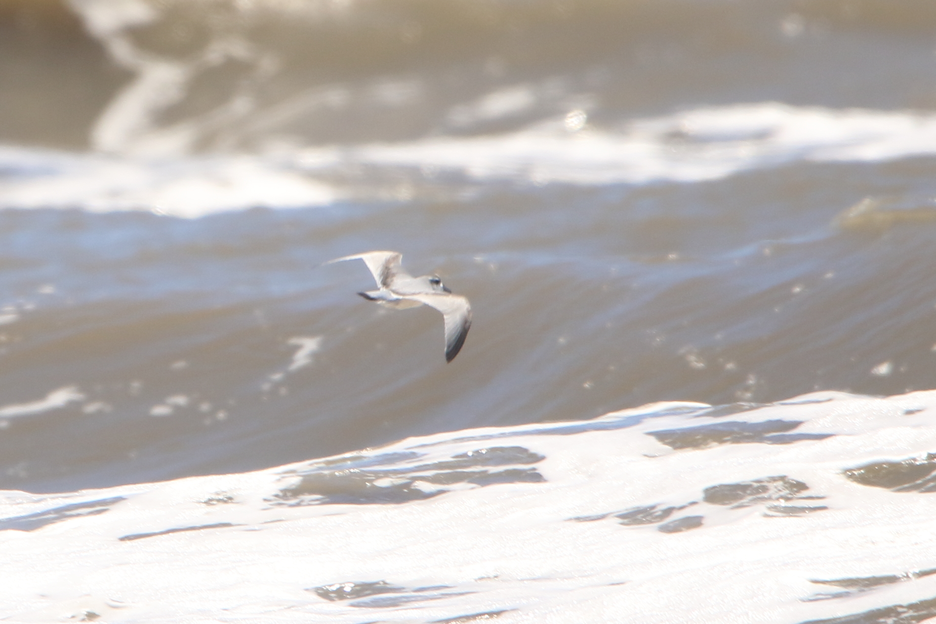 Broad-billed Prion, Waikanae Beach, North Island, New Zealand 3