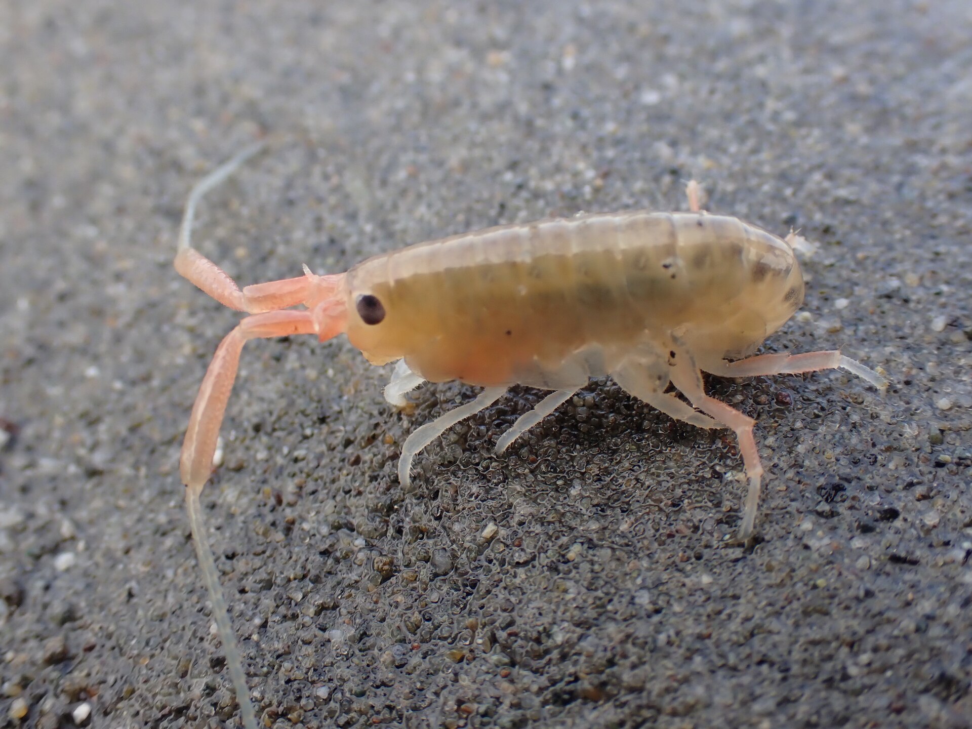 Megalorchestia californiana 206402119