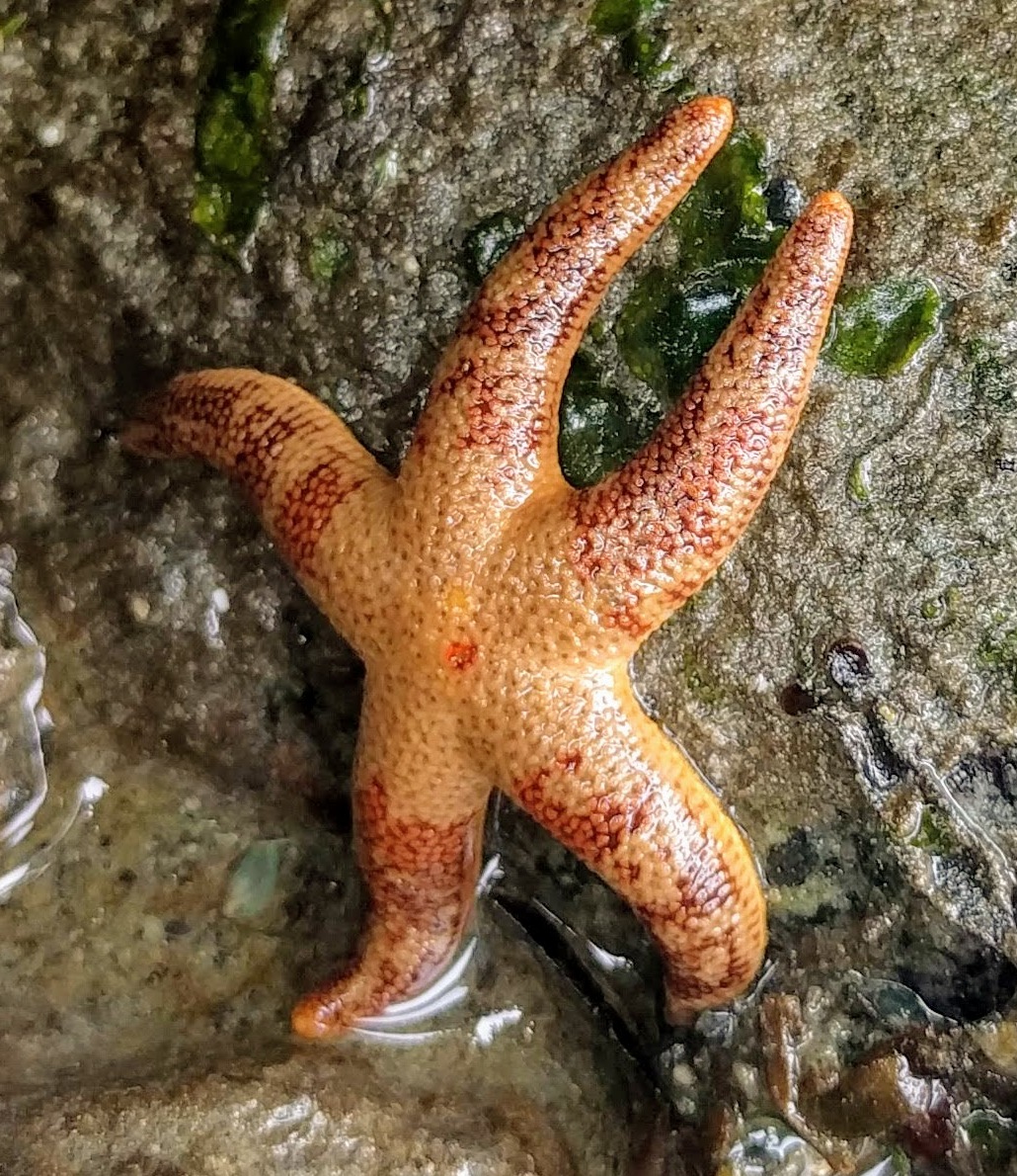 Henricia pumila (28286450857) (cropped)