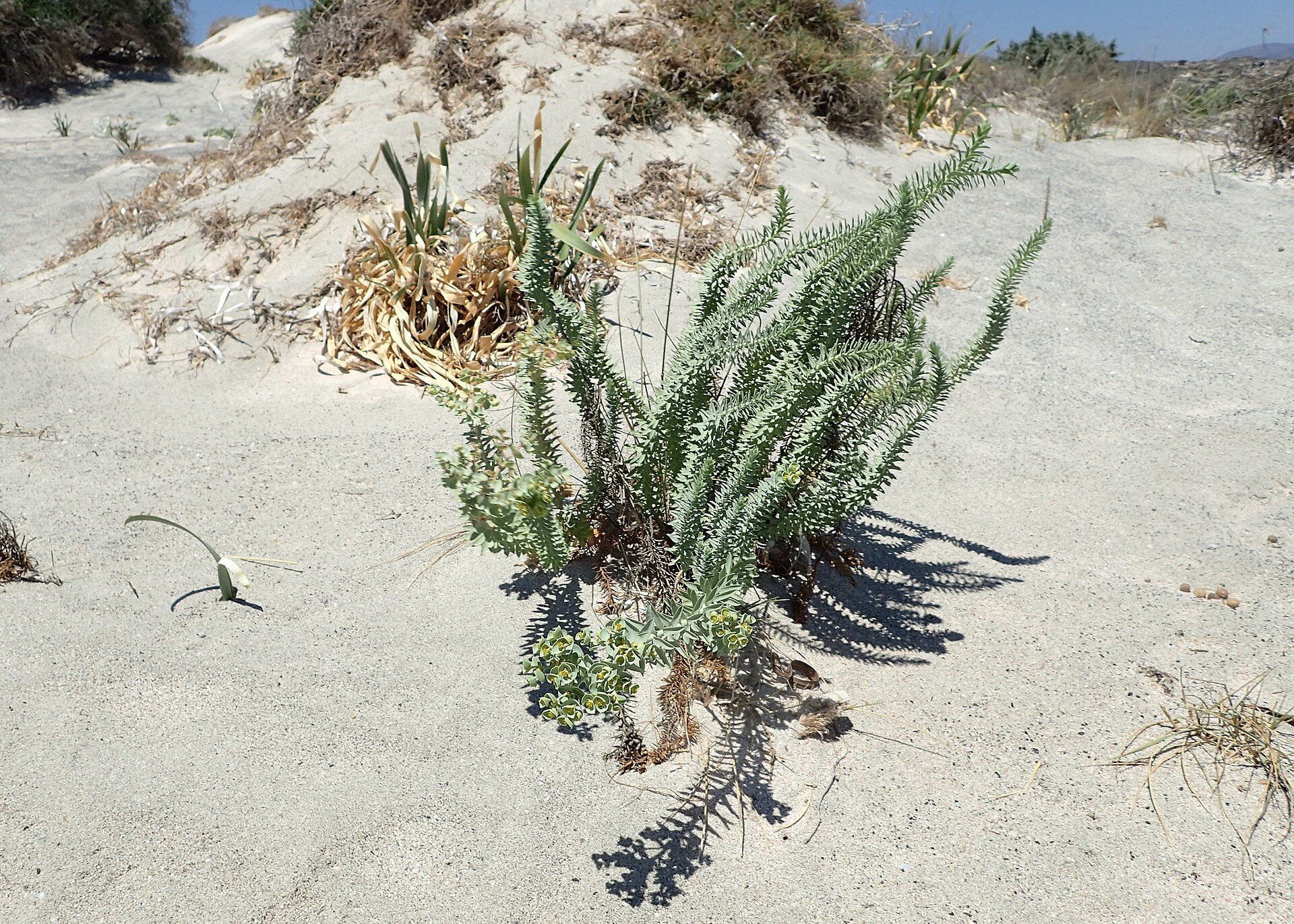 Euphorbia paralias kz01